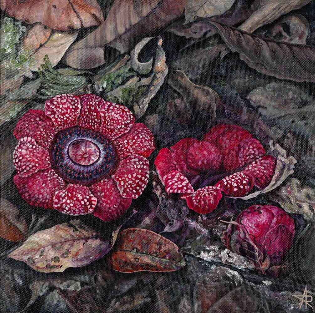 Saprias (Sapria himalayana f.albovinosa). 2022. Canvas, acrylic, 30x30 cm