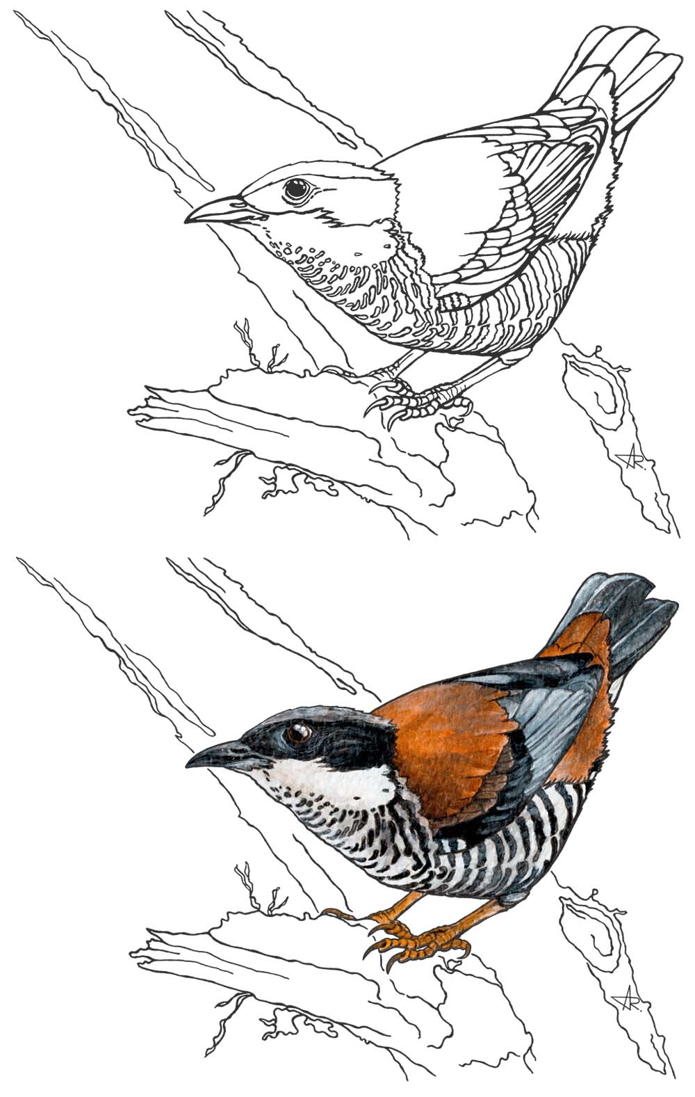 Vietnamese cutia (Cutia legalleni). 2025. Paper, fineliner, acrylic (digitized)