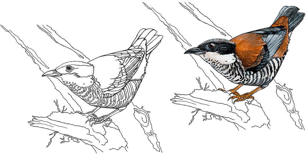 Vietnamese cutia (Cutia legalleni). 2025. Paper, fineliner, acrylic (digitized)