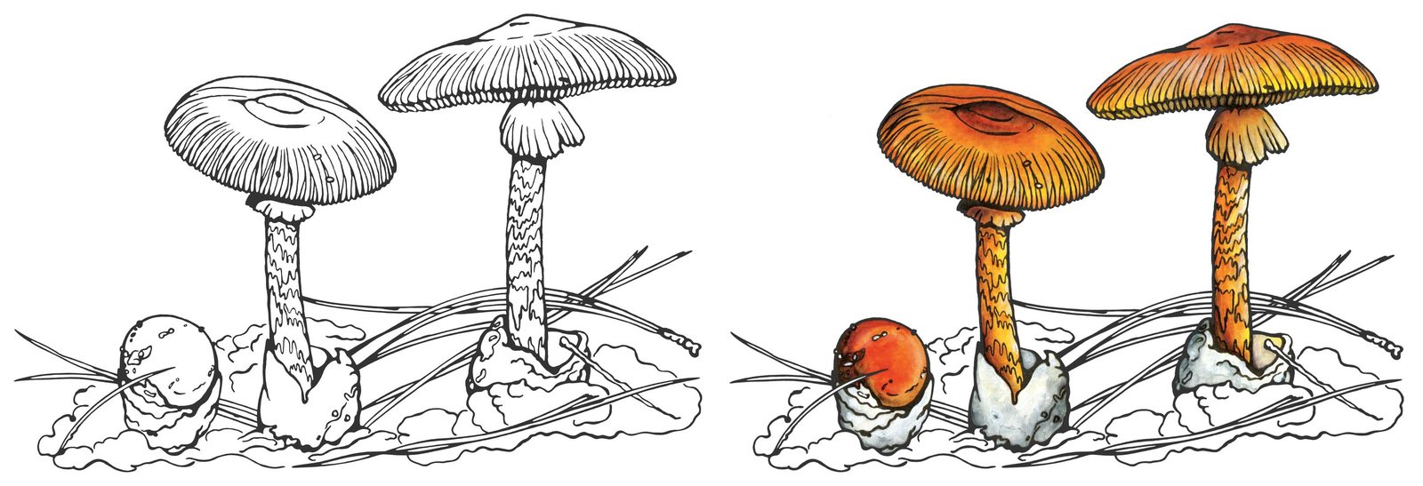 Caesar's mushroom (Amanita caesarea) by Anna Ratkevich. Ink and watercolour on paper