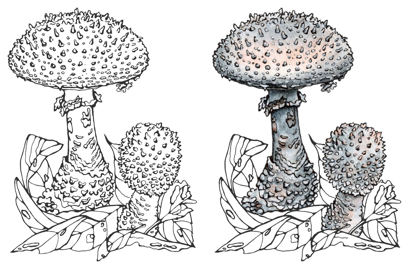 False virgin's lepidella (Amanita virgineoides) by Anna Ratkevich. Ink and watercolour on paper