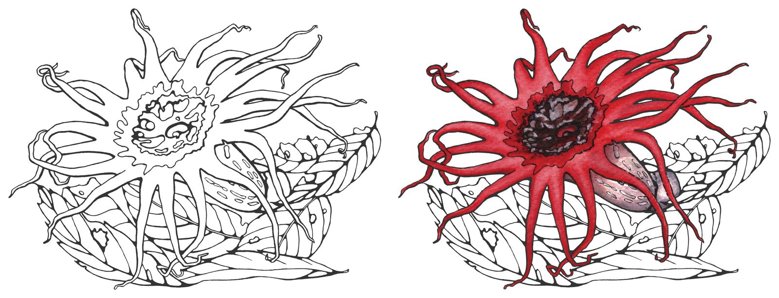 Anemone stinkhorn (Aseroe rubra) by Anna Ratkevich. Ink and watercolour on paper