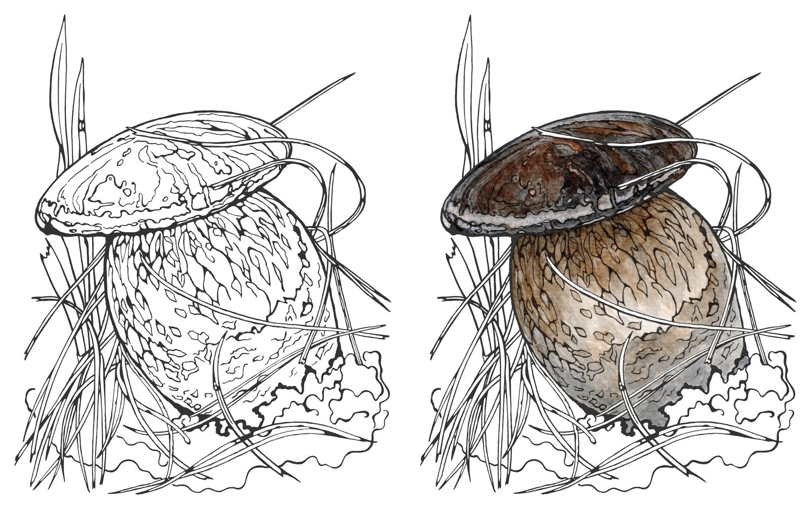Boletus griseiceps by Anna Ratkevich. Ink and watercolour on paper