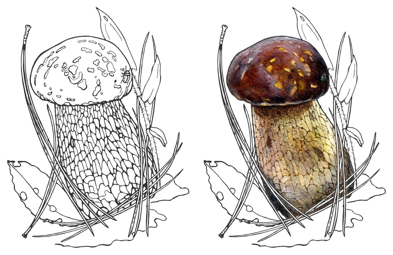 Boletus mushroom (Boletus meiweiniuganjun) by Anna Ratkevich. Ink and watercolour on paper