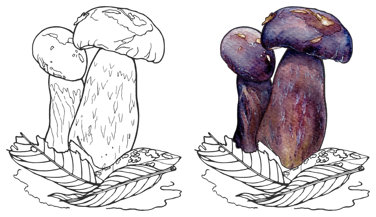Boletus mushroom (Boletus violaceofuscus) by Anna Ratkevich. Ink and watercolour on paper