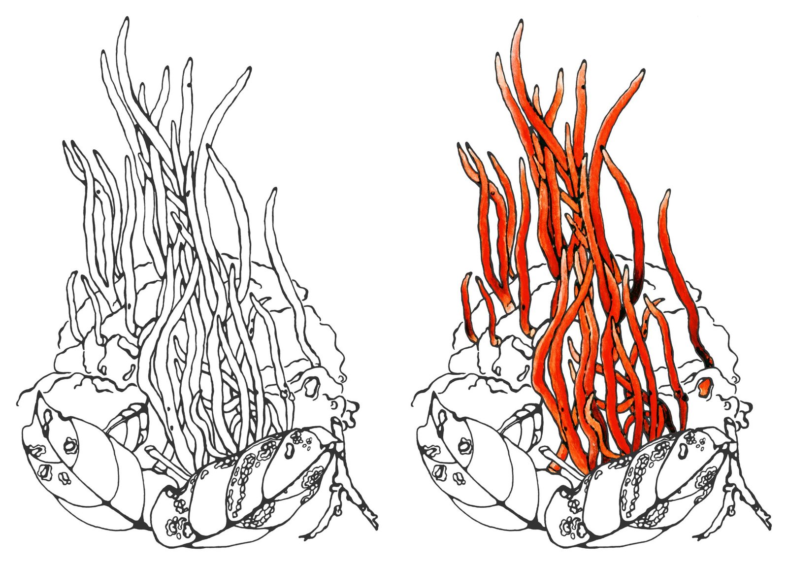 Clavulinopsis corallinorosacea by Anna Ratkevich. Ink and watercolour on paper