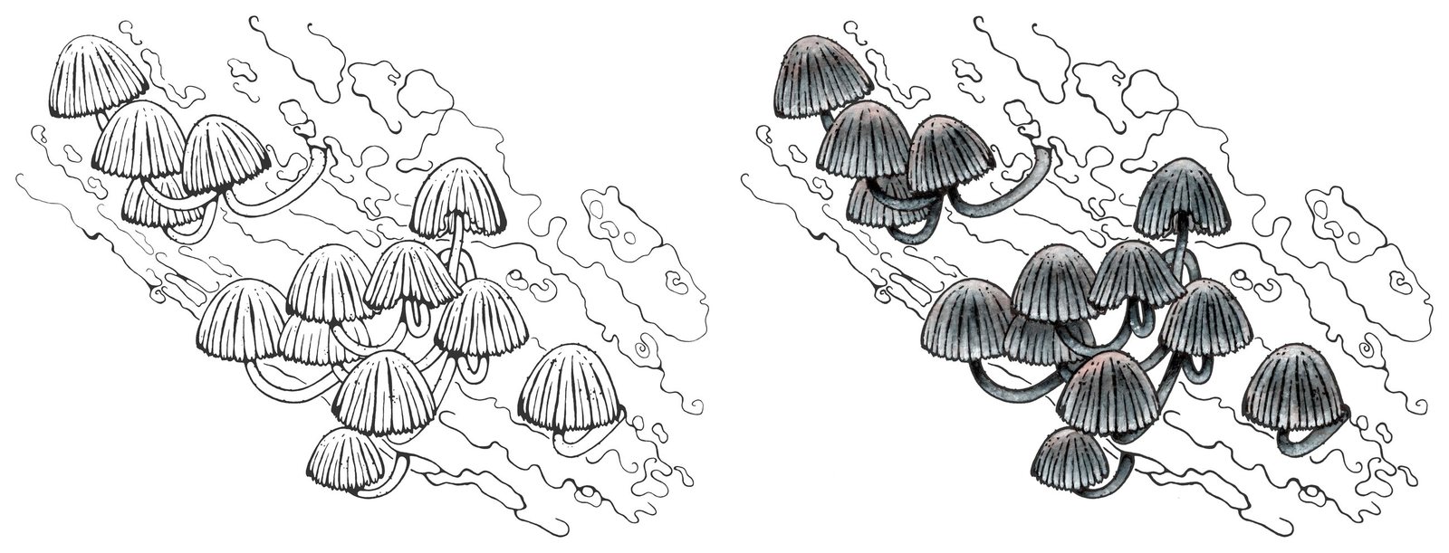 Fairy inkcap (Coprinellus disseminatus) by Anna Ratkevich. Ink and watercolour on paper