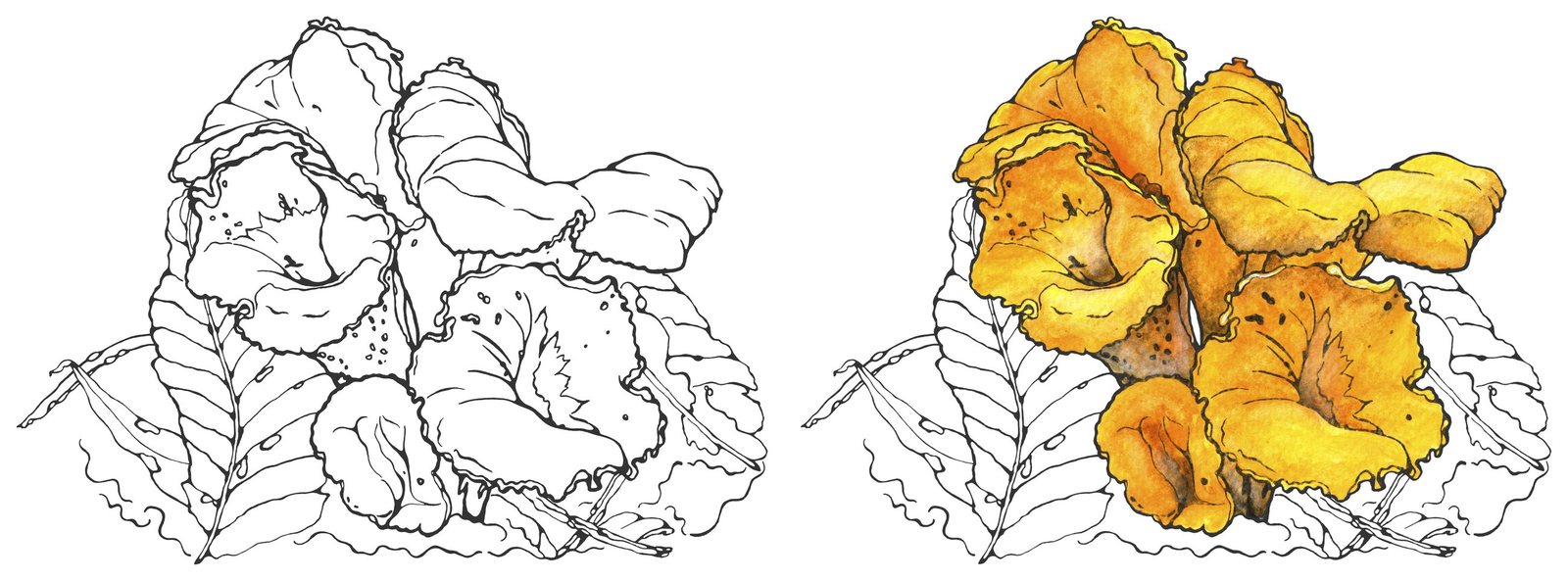 Craterellus aureus by Anna Ratkevich. Ink and watercolour on paper