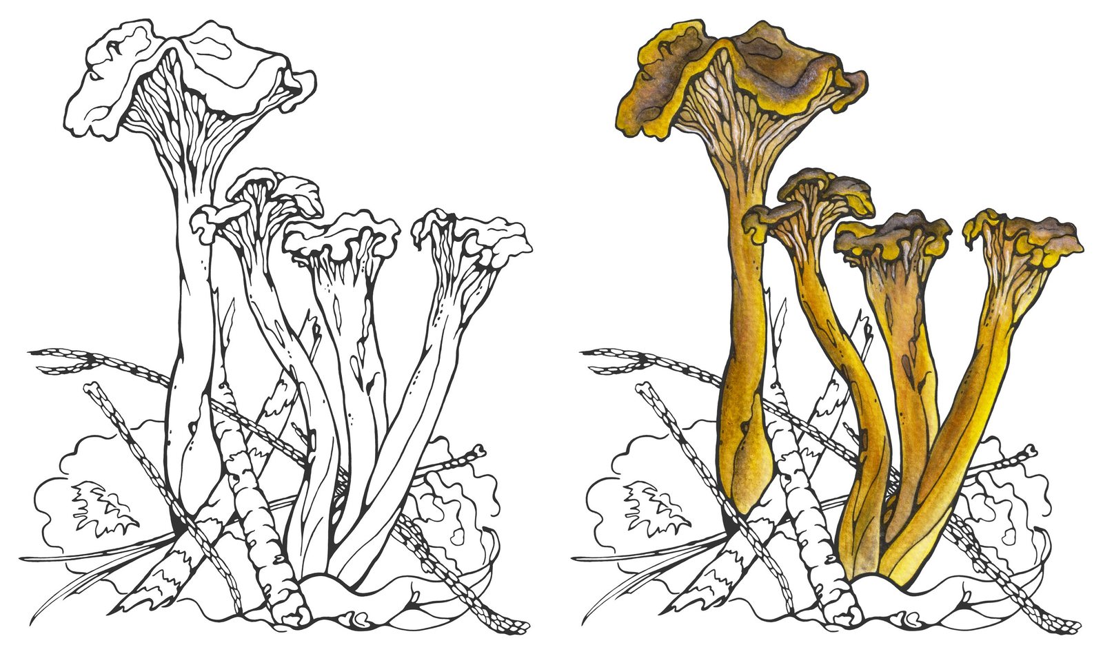 Yellow Foot (Craterellus lutescens) by Anna Ratkevich. Ink and watercolour on paper