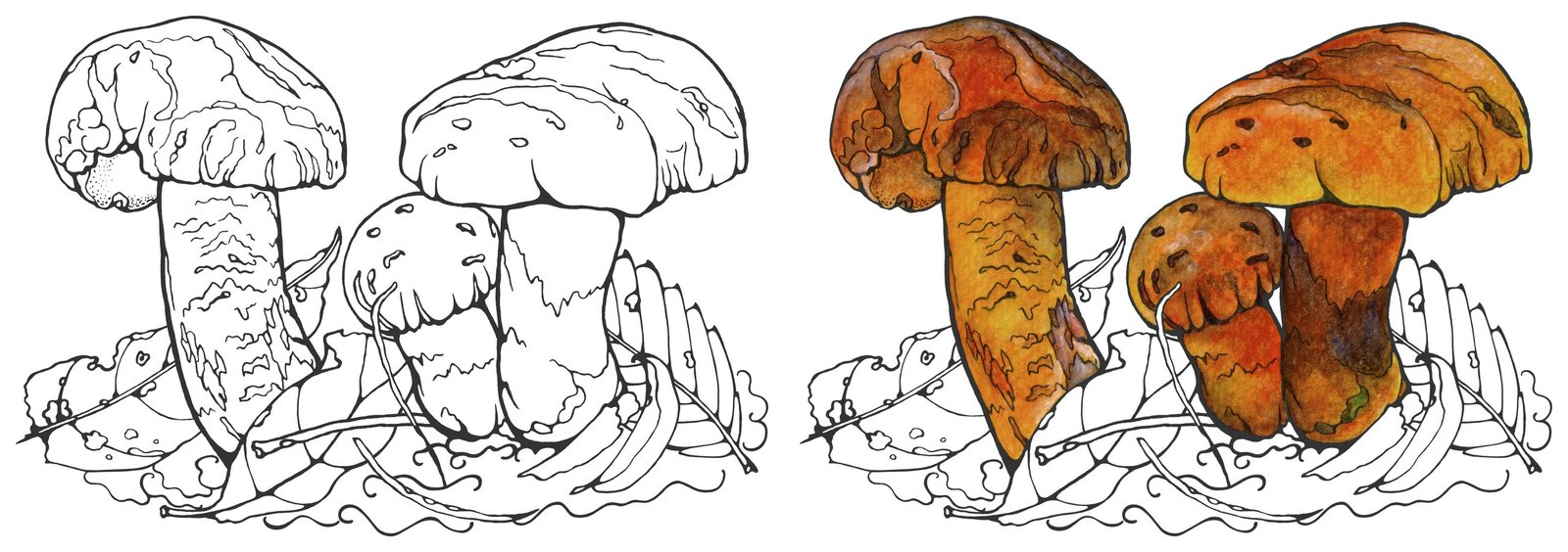 Orange bolete mushroom (Crocinoboletus laetissimus) by Anna Ratkevich. Ink and watercolour on paper