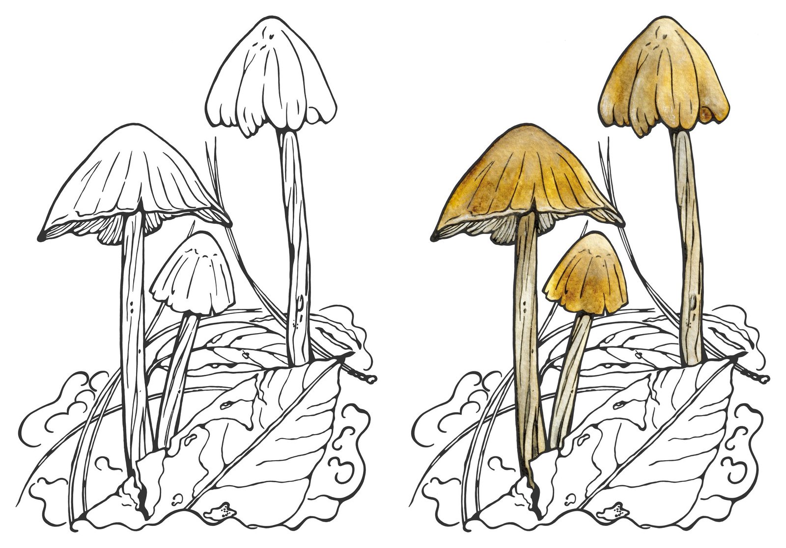 Entoloma omiense by Anna Ratkevich. Ink and watercolour on paper