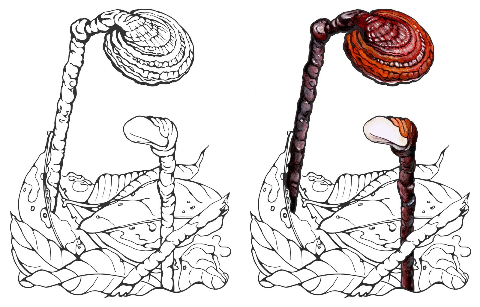 Lingzhi mushroom (Ganoderma lucidum) by Anna Ratkevich. Ink and watercolour on paper