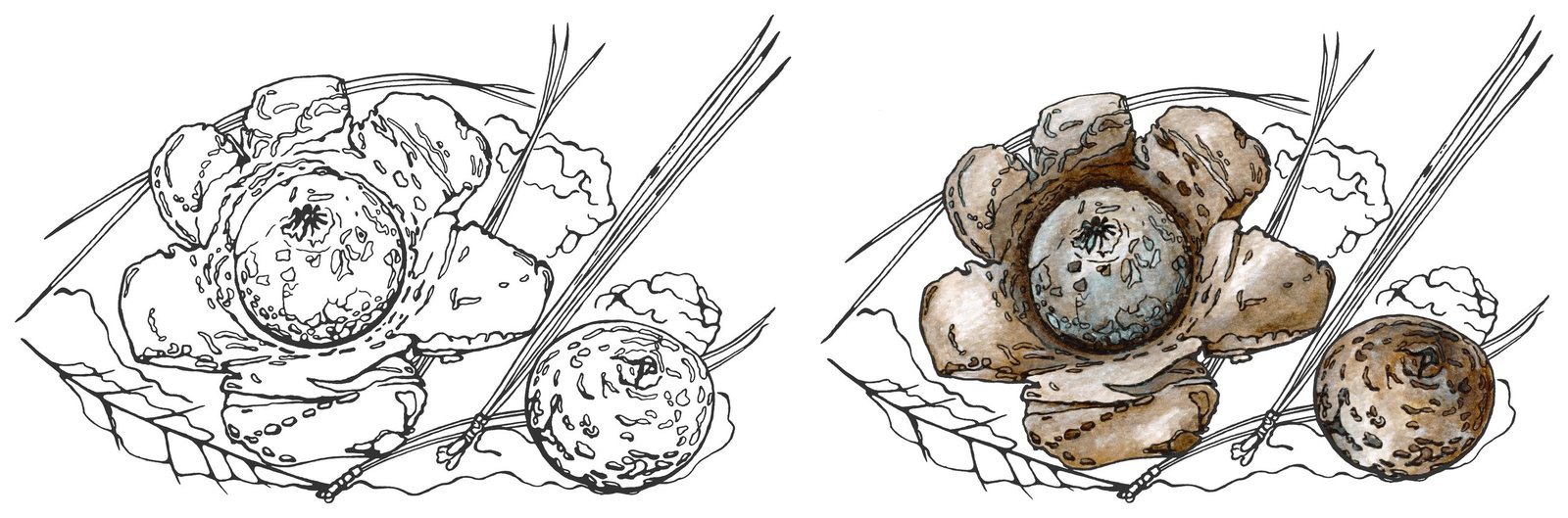 Rounded earthstar (Geastrum saccatum) by Anna Ratkevich. Ink and watercolour on paper