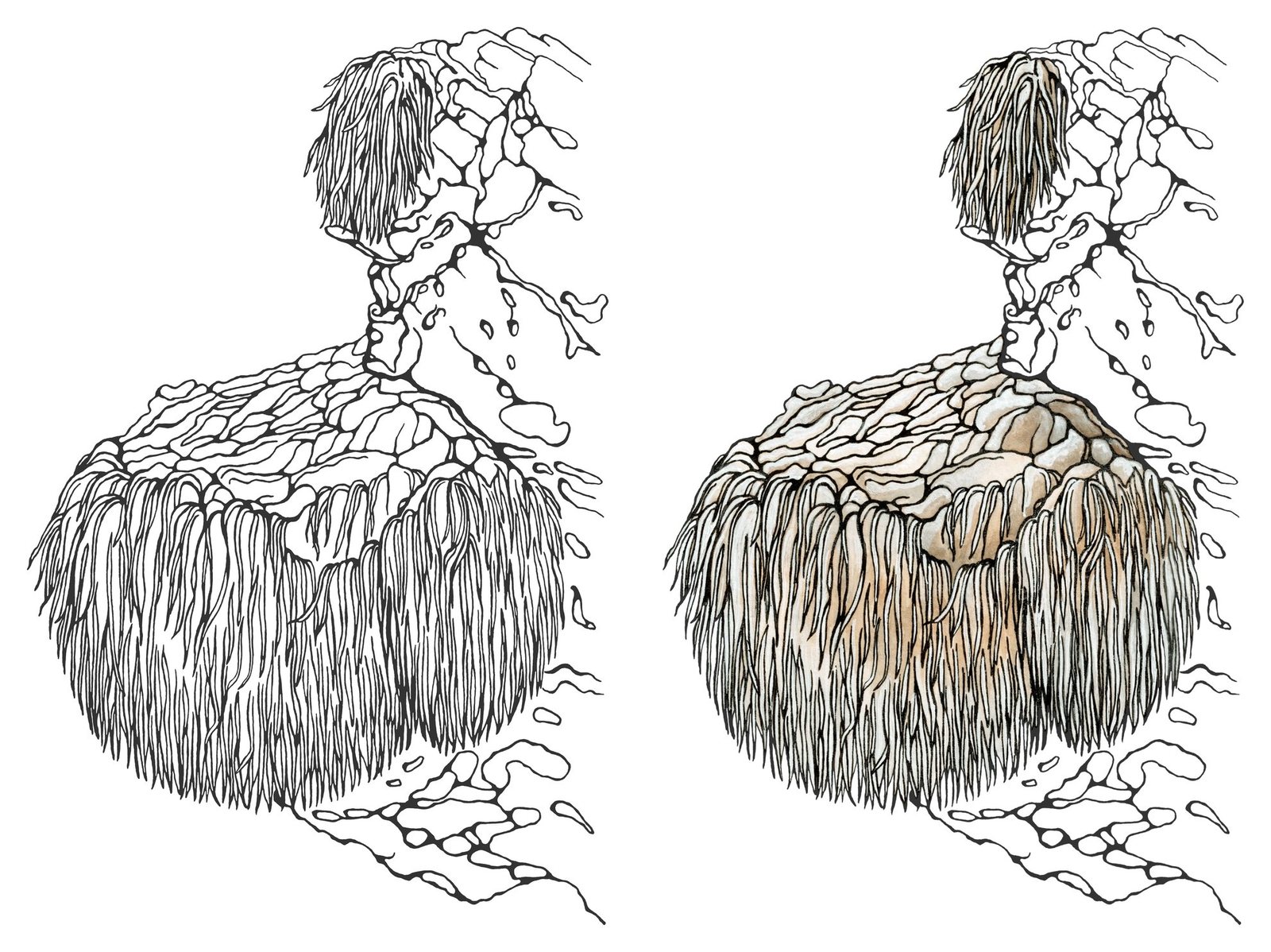 Lion's Mane mushroom (Hericium erinaceus) by Anna Ratkevich. Ink and watercolour on paper