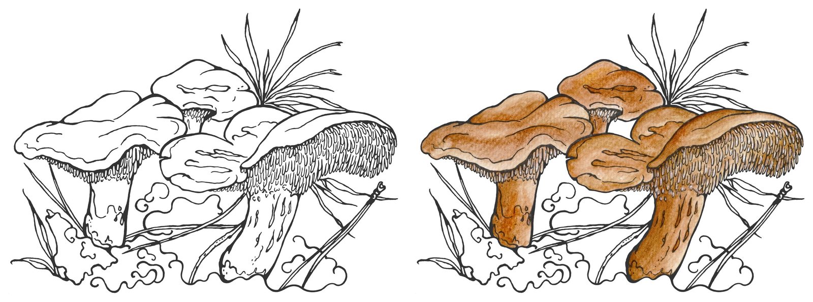 Tottori Hedgehog Mushroom (Hydnum tottoriense) by Anna Ratkevich. Ink and watercolour on paper