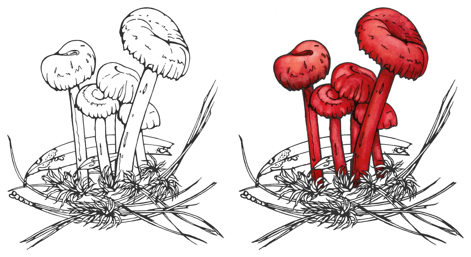 Vermilion waxcap (Hygrocybe miniata) by Anna Ratkevich. Ink and watercolour on paper