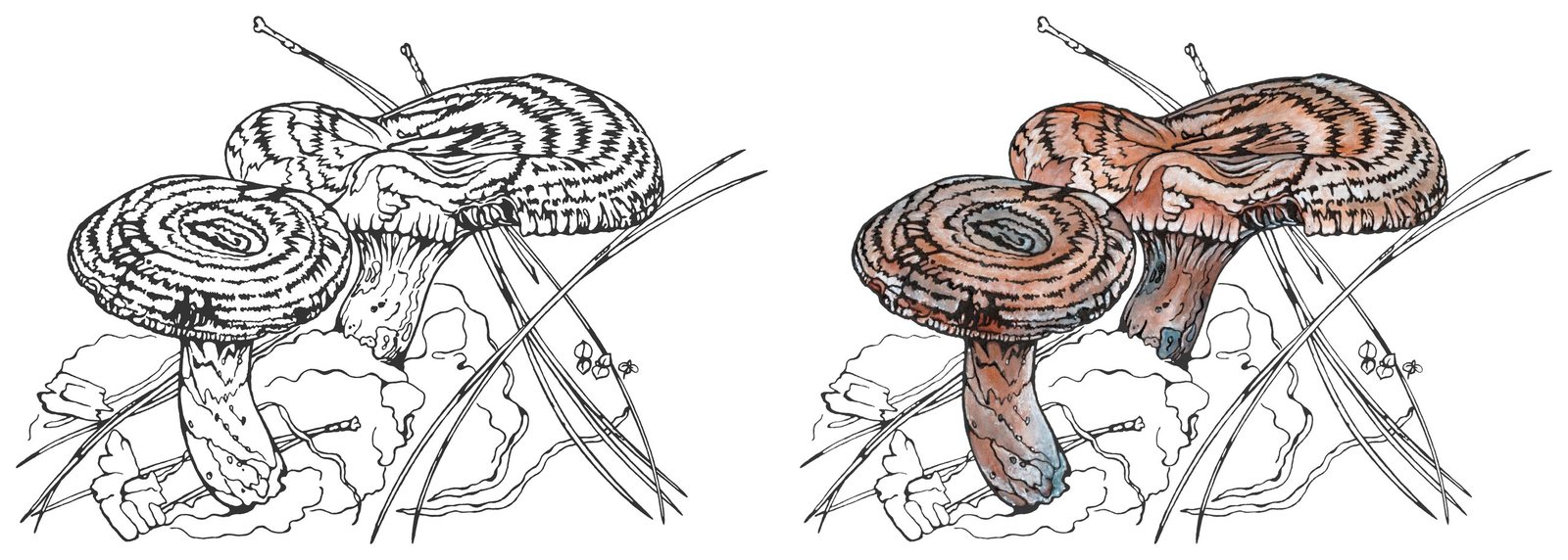 Red milk mushroom (Lactarius hatsudake) by Anna Ratkevich. Ink and watercolour on paper
