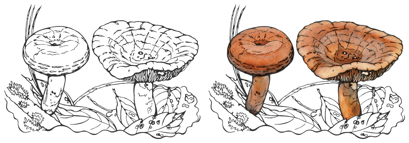 Lactifluus pinguis by Anna Ratkevich. Ink and watercolour on paper