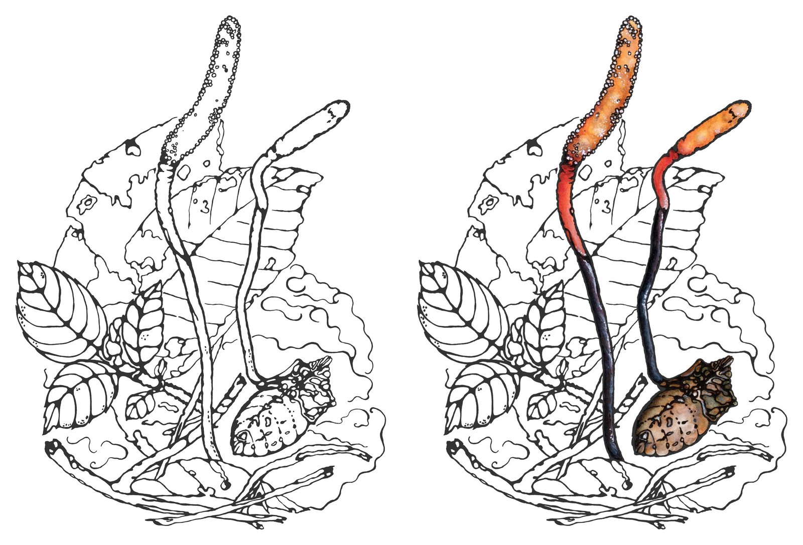 Stink bug cordyceps (Ophiocordyceps nutans) by Anna Ratkevich. Ink and watercolour on paper