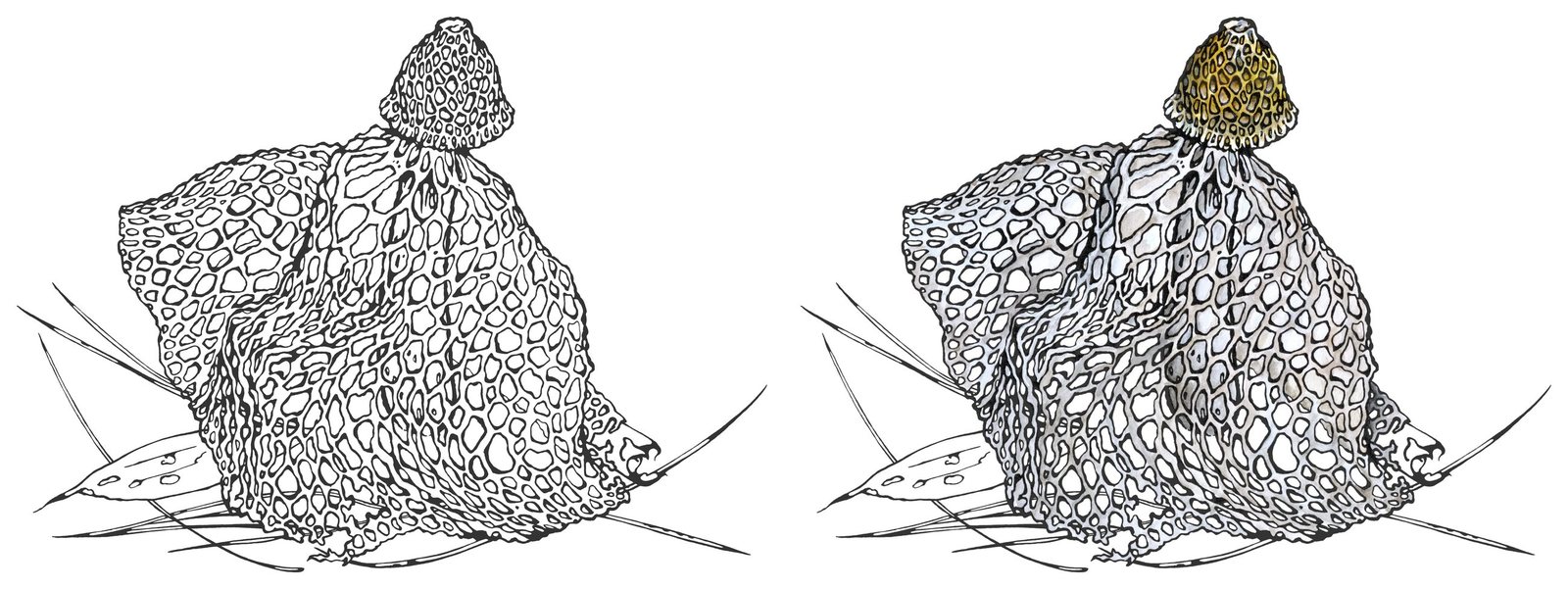 Bamboo fungus (Phallus indusiatus) by Anna Ratkevich. Ink and watercolour on paper
