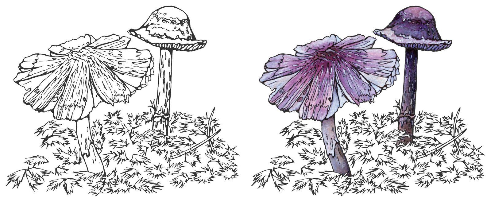 Mauve splitting wax-cap (Porpolomopsis lewelliniae) by Anna Ratkevich. Ink and watercolour on paper