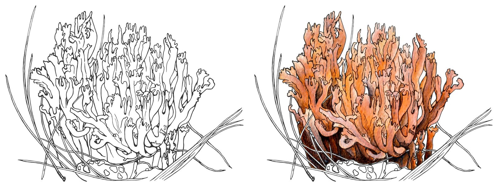 Ramaria flavosalmonicolor Schild by Anna Ratkevich. Ink and watercolour on paper