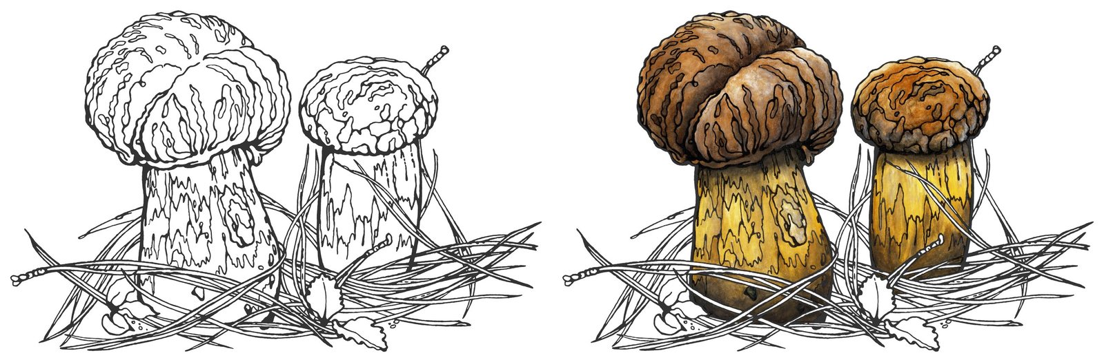 Rugiboletus extremiorientalis by Anna Ratkevich. Ink and watercolour on paper
