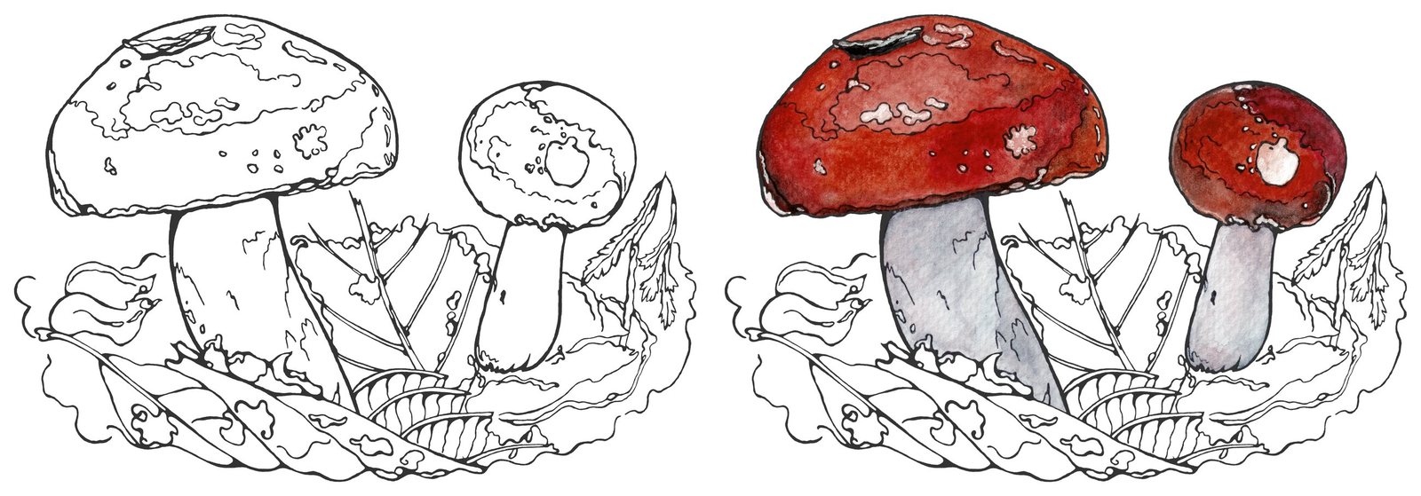 Marsh russula (Russula paludosa) by Anna Ratkevich. Ink and watercolour on paper