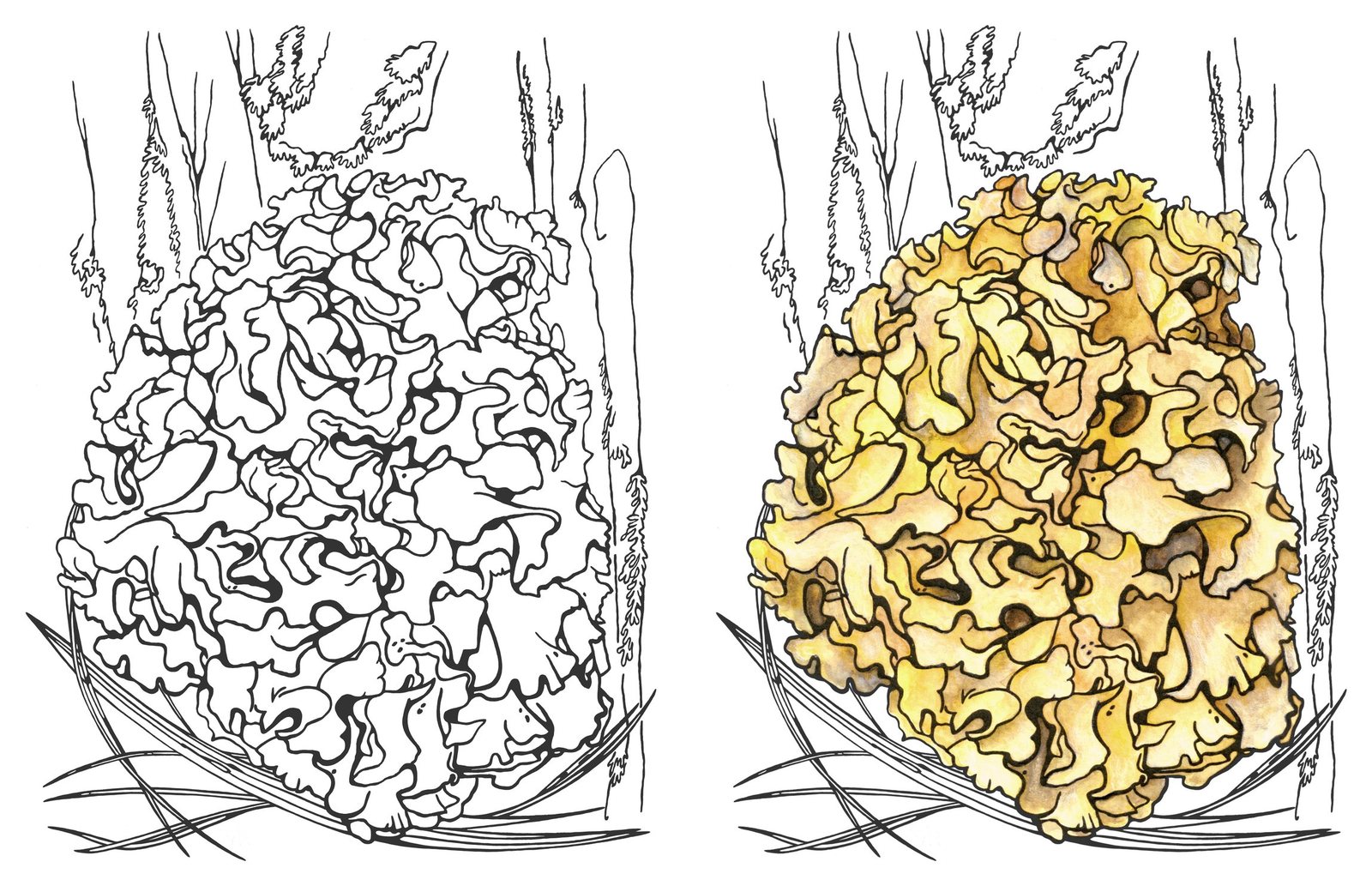 Cauliflower fungus (Sparassis crispa) by Anna Ratkevich. Ink and watercolour on paper