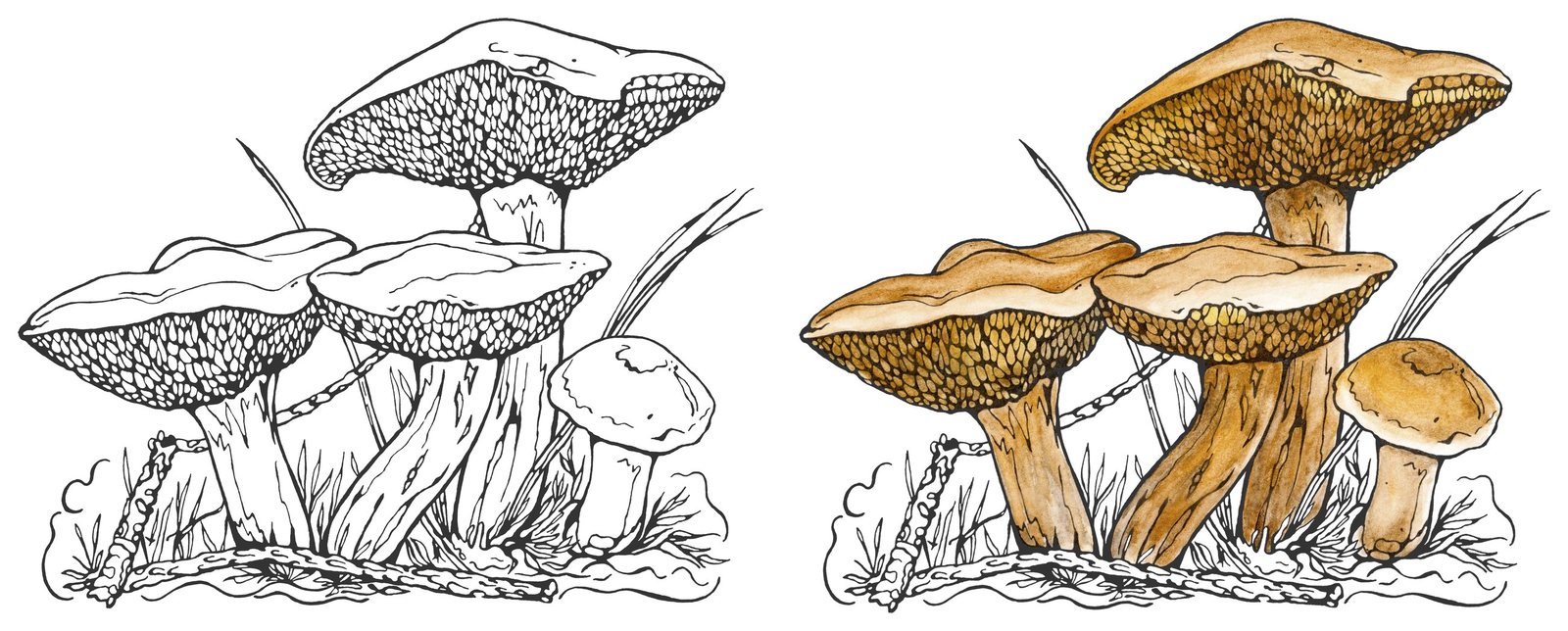 Jersey Cow Mushroom (Suillus bovinus) by Anna Ratkevich. Ink and watercolour on paper