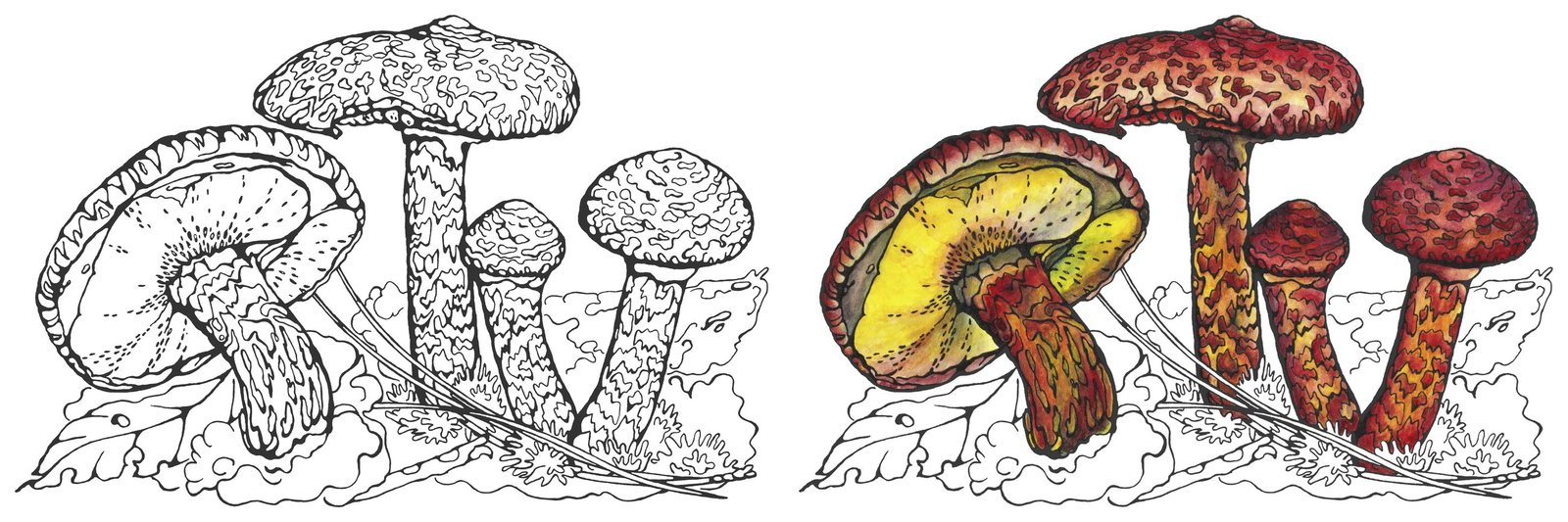 Suillus bolete mushroom (Suillus latteri) by Anna Ratkevich. Ink and watercolour on paper