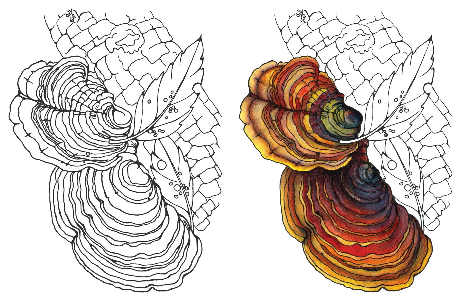 Turkey tail (Trametes versicolor) by Anna Ratkevich. Ink and watercolour on paper