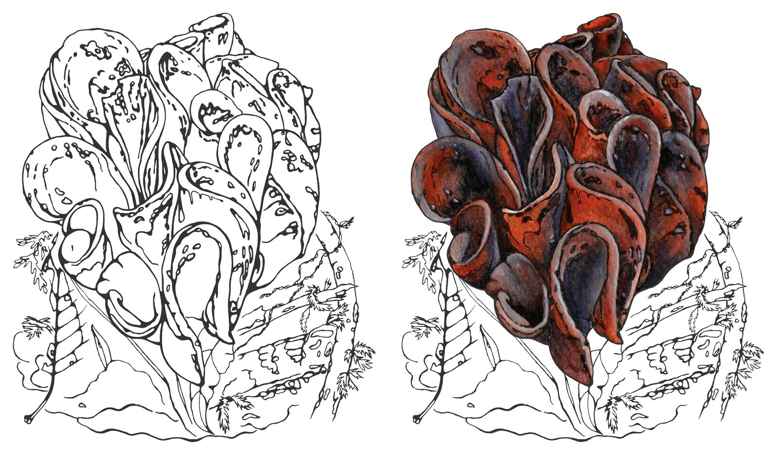 Wynnea sp. by Anna Ratkevich. Ink and watercolour on paper
