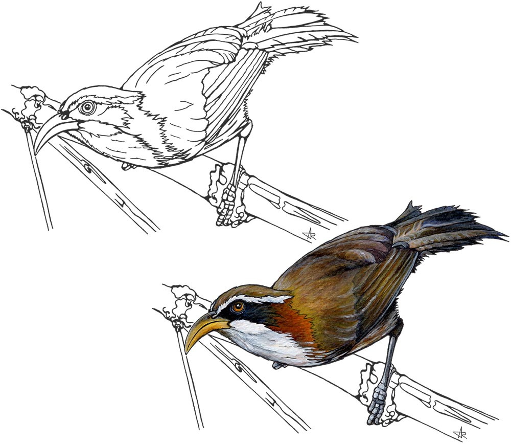 White-browed scimitar babbler (Pomatorhinus schisticeps). 2025. Paper, fineliner, acrylic (digitized)