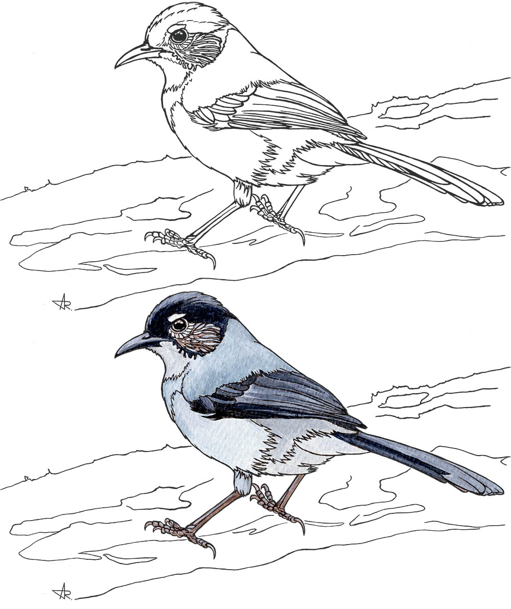 Black-headed sibia (Heterophasia desgodinsi robinsoni). 2025. Paper, fineliner, acrylic (digitized)