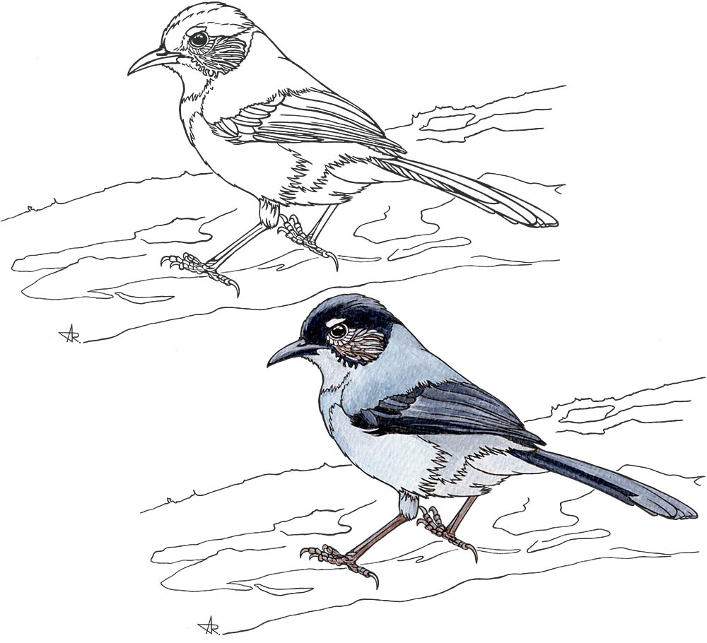 Black-headed sibia (Heterophasia desgodinsi robinsoni). 2025. Paper, fineliner, acrylic (digitized)