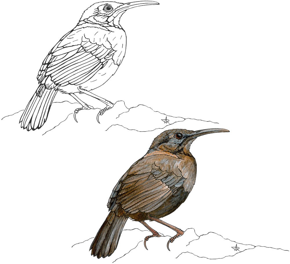 Indochinese wren-babbler (Napothera danjoui). 2025. Paper, fineliner, acrylic (digitized)